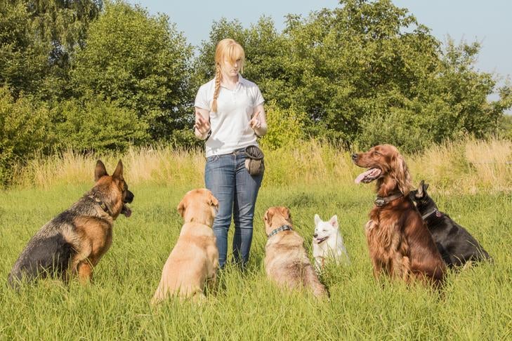 Dog trainer teaching dogs in a field.