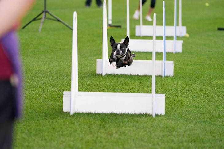 French Bulldog jumping during Flyball race