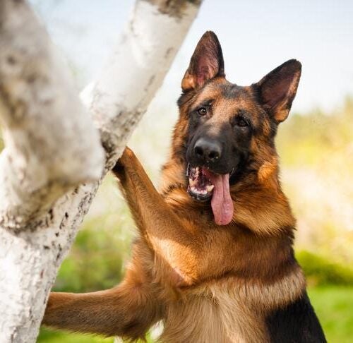 Is a German Shepherd Dog Right for You? – American Kennel Club