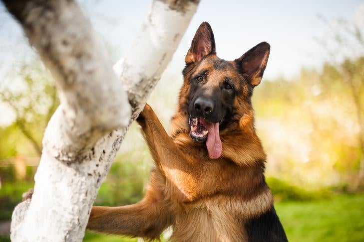 German Shepherd Dog standing up on a tree trunk exploring a park.