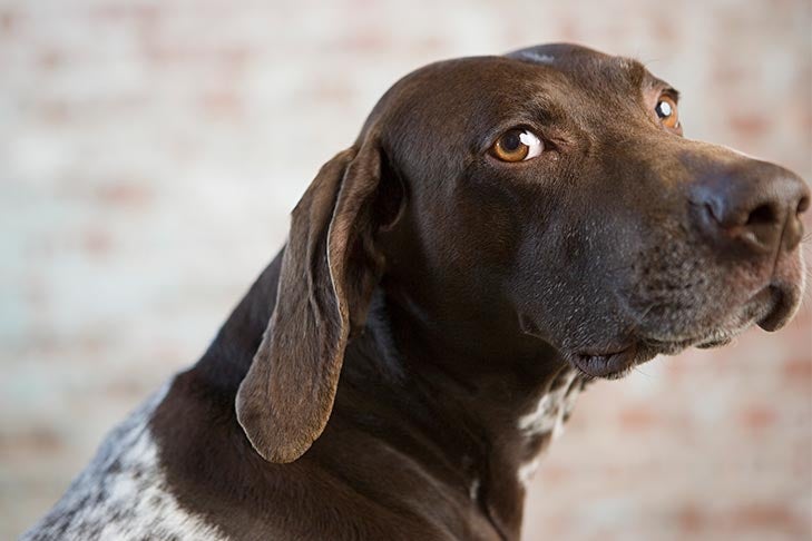 German Shorthaired Pointer looking over its shoulder.