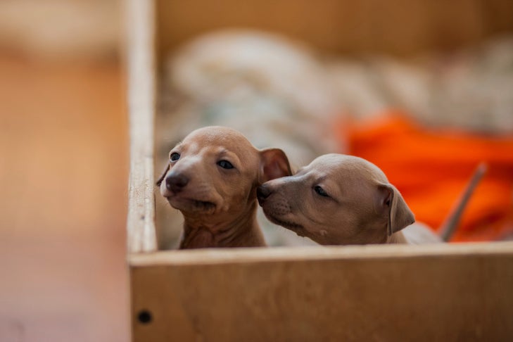 Two Italian Greyhound puppies in a whelping box.