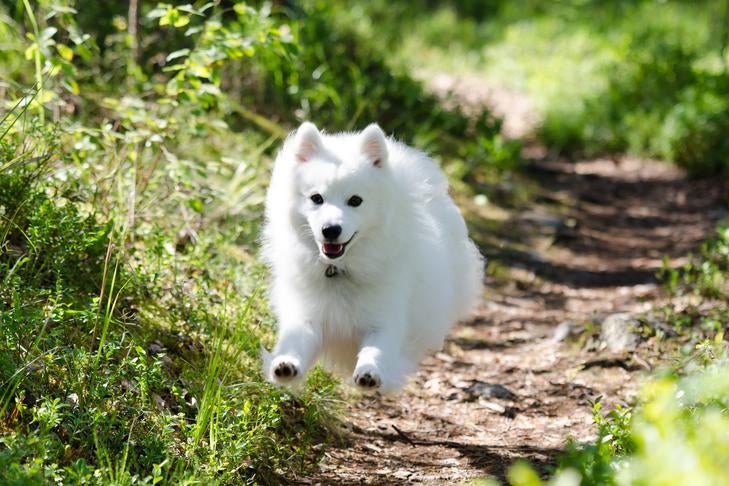 Japanese Spitz running down a path outdoors.