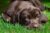 Chocolate Labrador Retriever puppy laying in the grass.