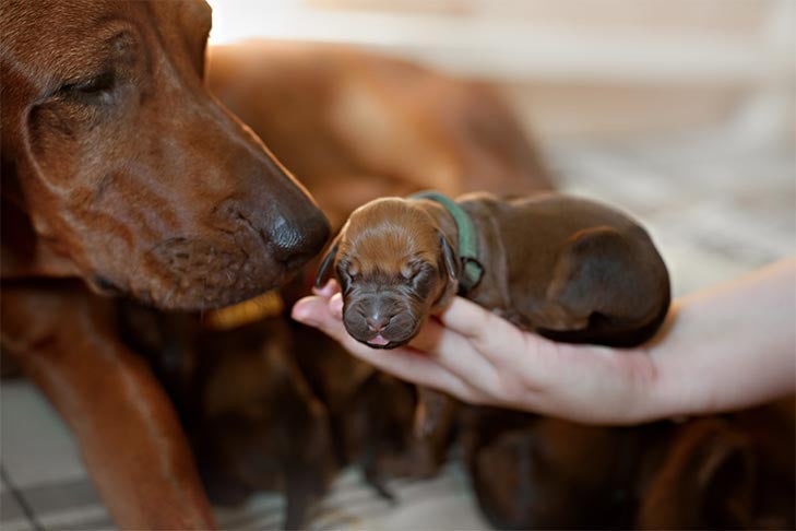 Rhodesian Ridgeback mother sniffing her newborn puppy that is being held in the palm of a hand.