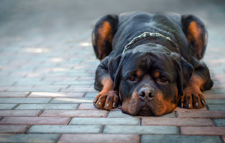 Rottweiler laying down on a cobblestone path.