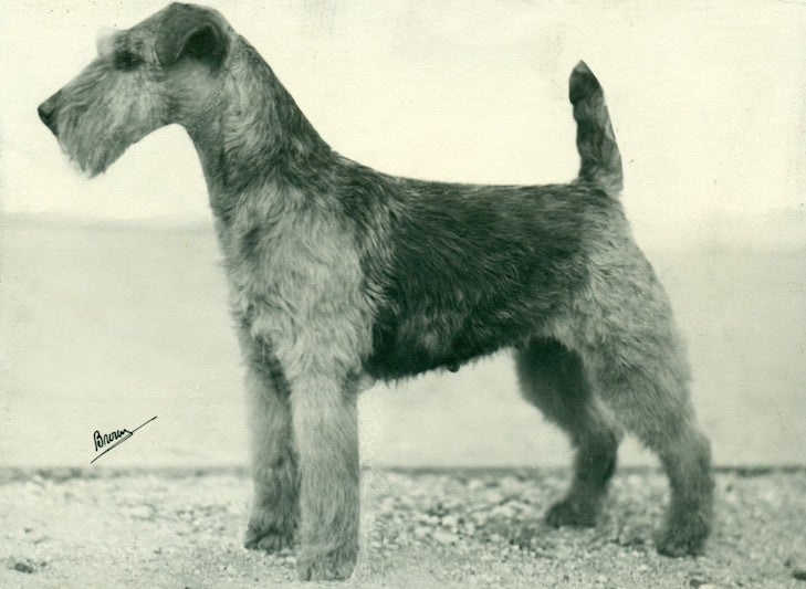 Historical image of Welsh Terrier