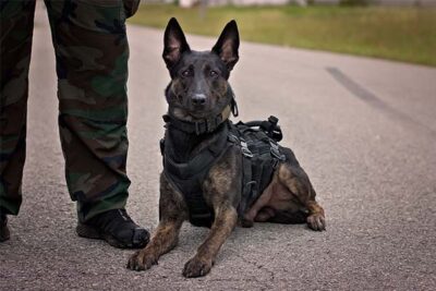 Dutch Shepherd police dog laying down next to its handler outdoors.