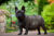 Pregnant French Bulldog standing in the garden.