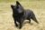 Schipperke standing in a field.