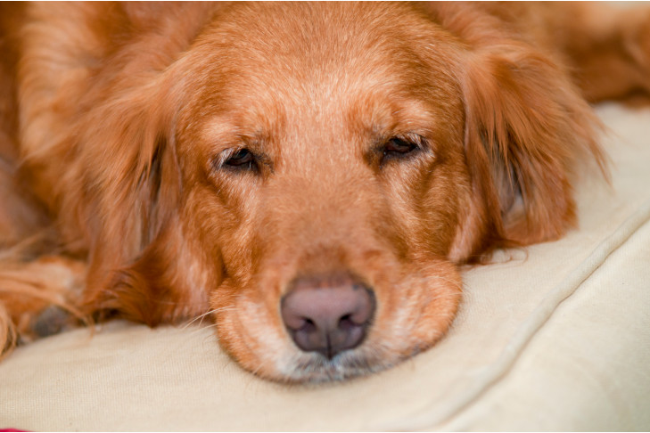 Golden Retriever laying down feeling lethargic.