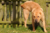 Chinese Shar-Pei relieving themself on a tree