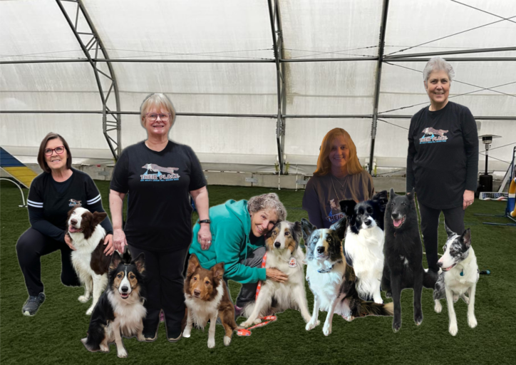 AKC Agility League Announces Fall 2023 Season Winners – American Kennel ...