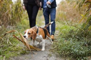 Beagle pulling on the leash to sniff while on a walk outdoors.