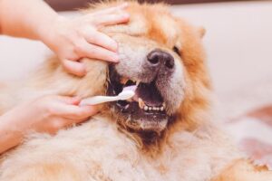 Chow Chow getting its teeth brushed at home.