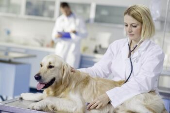Golden Retriever on an exam table having its heart checked by a vet.