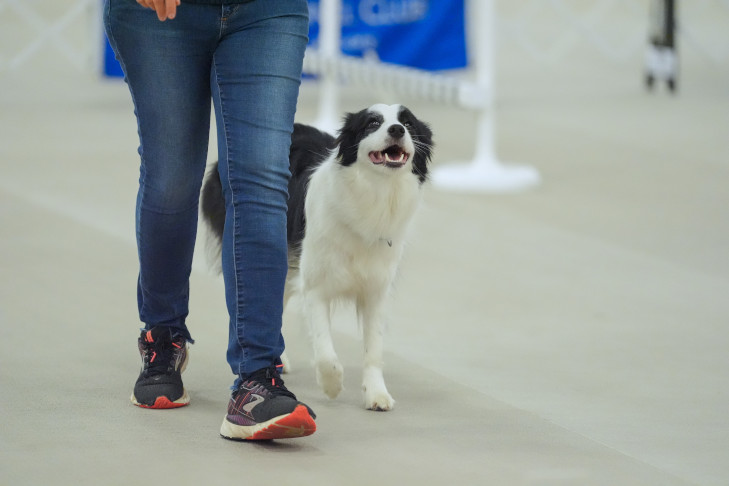 Holther's Light Up The Skye and Karen Summers.
12th AKC Rally® National Championship, July 3-5, 2025, Purina Farms Event Center, Gray Summit, MO.