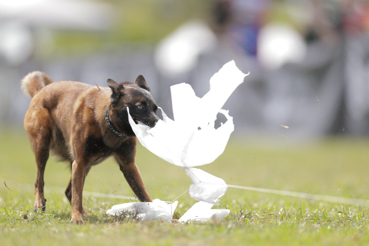 "Soba" (Belgian Malinois) and April Pelletier.
2025 Fastest Dogs USA at AKC® Salutes the Troops, May 1, at Fort Stewart, Savannah, GA.