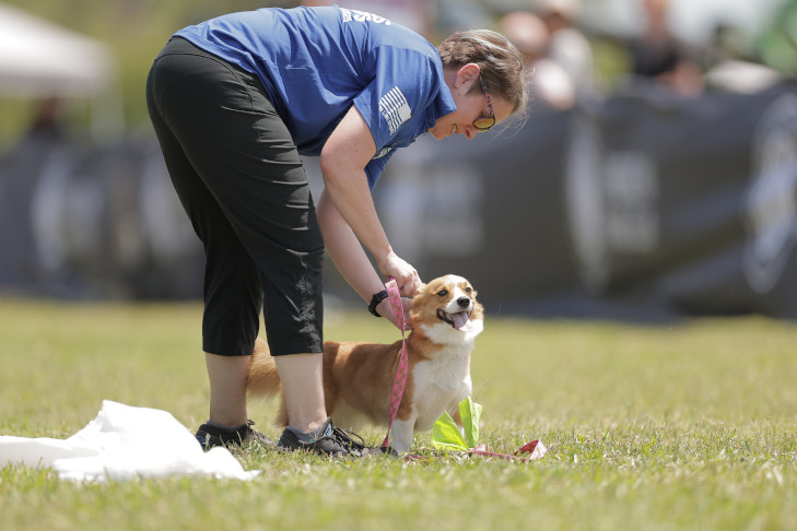 "Lily" (Pembroke Welsh Corgi) and Nancy Carey.
2025 Fastest Dogs USA at AKC® Salutes the Troops, May 1, at Fort Stewart, Savannah, GA.