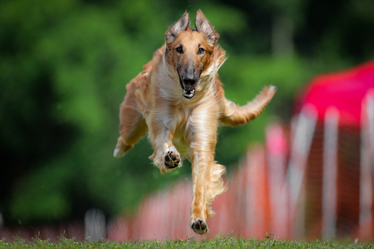 Borzoi running after a lure in lure coursing.