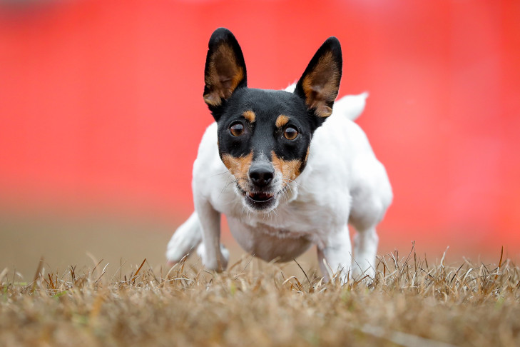 Toy Fox Terrier running after a lure in lure coursing.