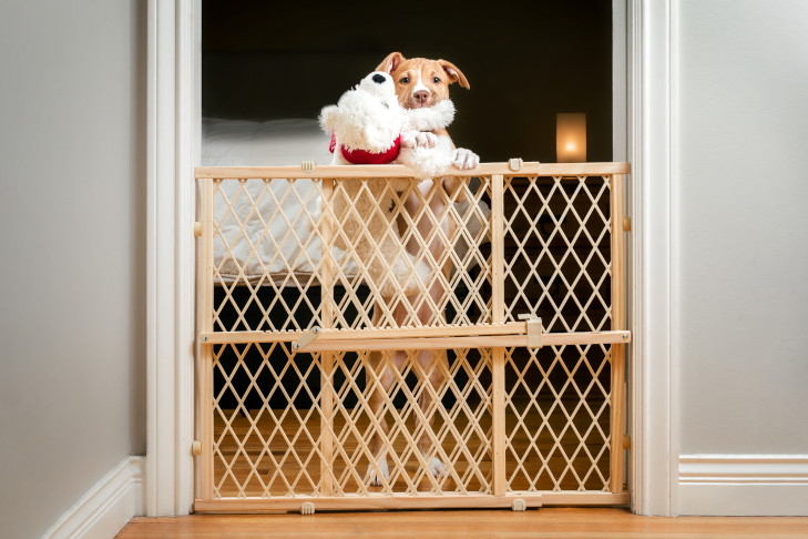 A dog holding a stuffed toy being blocked by a gate at the bedroom door. 