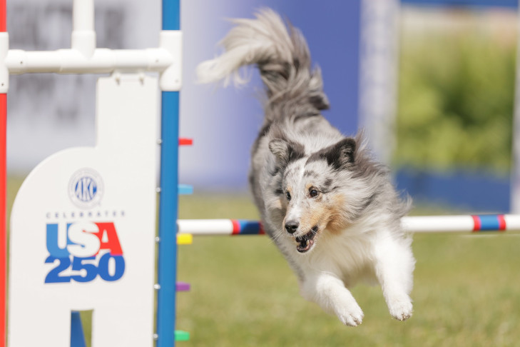 "Bee" and Jennifer Crank. 7th AKC Agility Premier Cup, June 6, 2026, at the Philadelphia Navy Yard in Philadelphia, PA and held during AKC Celebrates USA 250, a three day festival June 5-7.