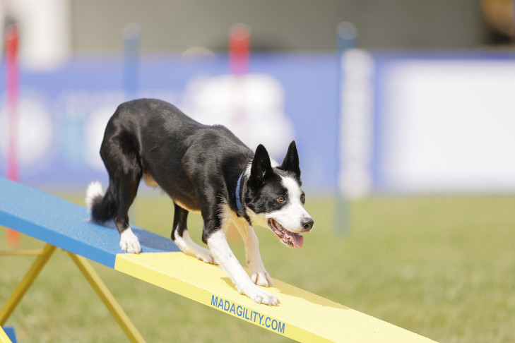 "Zoom-Zoom" and Andy Winther. 7th AKC Agility Premier Cup, June 6, 2026, at the Philadelphia Navy Yard in Philadelphia, PA and held during AKC Celebrates USA 250, a three day festival June 5-7.