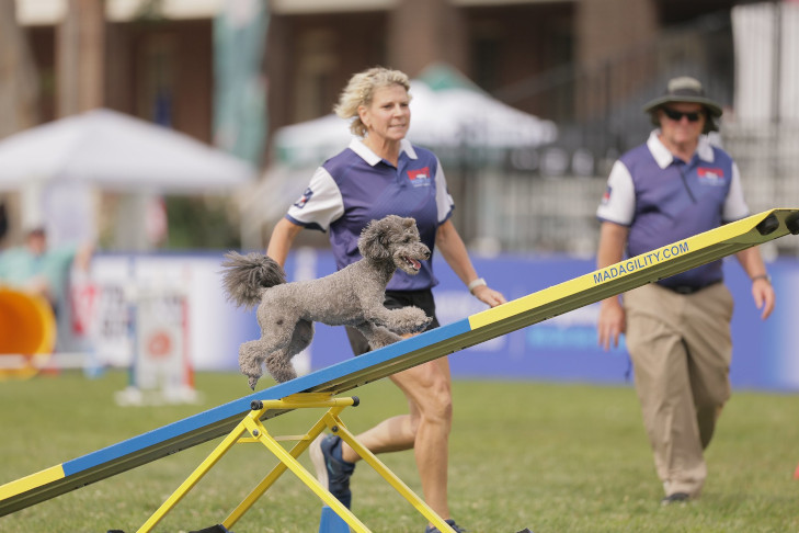 "Maui" and Tammie Gigstad. 7th AKC Agility Premier Cup, June 6, 2026, at the Philadelphia Navy Yard in Philadelphia, PA and held during AKC Celebrates USA 250, a three day festival June 5-7.
