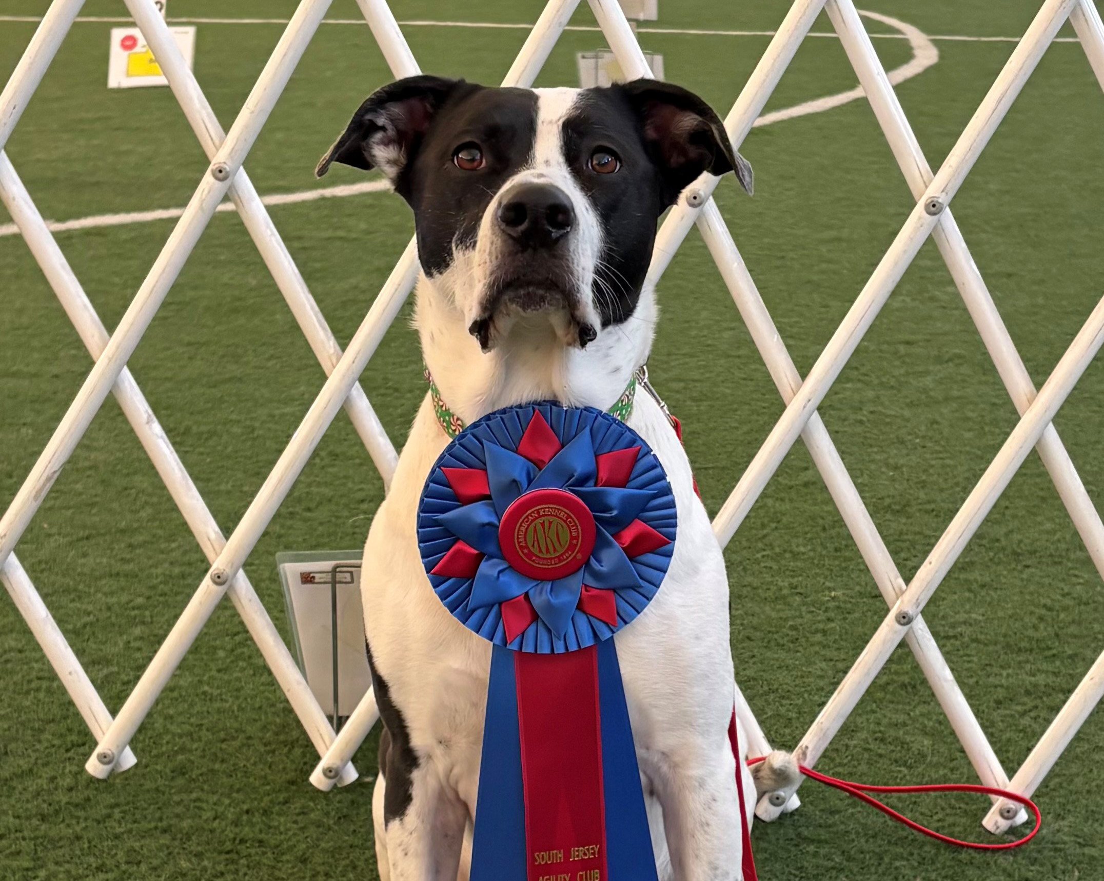 www.akc.org
