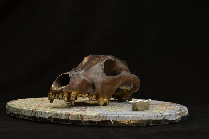 Photograph of an archaeological canid skull used for the photogrammetric reconstruction of 3D models in the study.