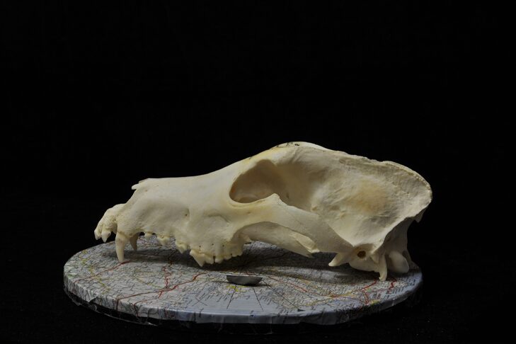 Photograph of a modern dog skull used for the photogrammetric reconstruction of 3D models in the study.