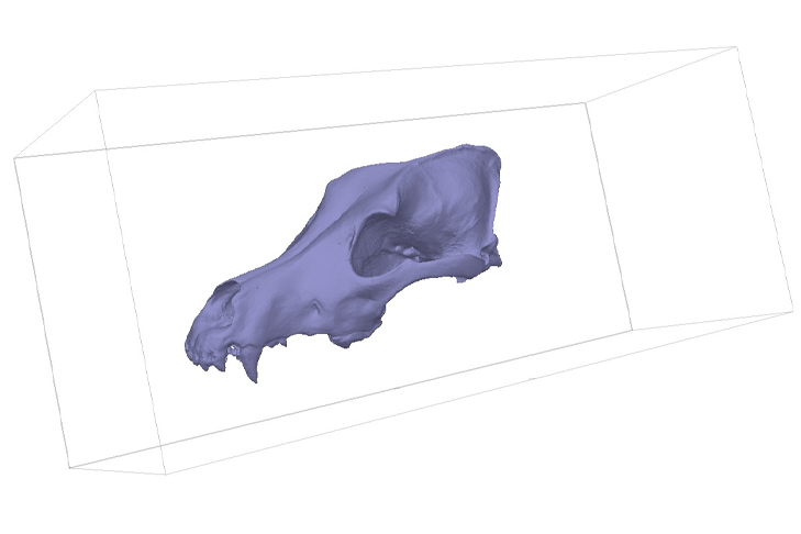 Example of a 3D model of a modern wolf skull used in the analyses.