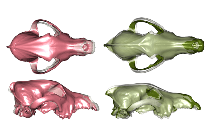Static visualization of skull shape differences between modern dogs (pink) and modern wolves (green), shown relative to an average morphology.